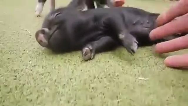 ХРЮШКА ХРЮ ХРЮ САМАЯ МИЛАЯ ХРЮША НА СВЕТЕ Интересное видео! смотреть онлайн