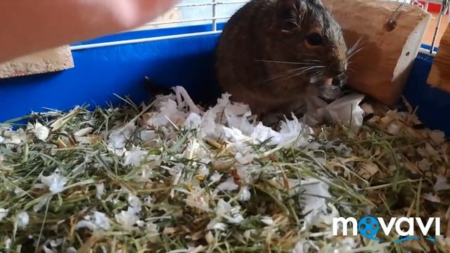 VLOG с Бусей // гуляет на улице и бегает в шарике смотреть онлайн