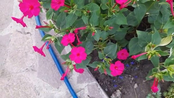 #мирабилис #ночнаякрасавица / Мирабилис( лат. Mirabilis). Ночная красавица сада