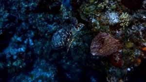 Релакс видео красивых мест на планете  и музыка.