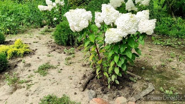 Полягають гортензії після дощу? Підв'яжи кущі! смотреть онлайн
