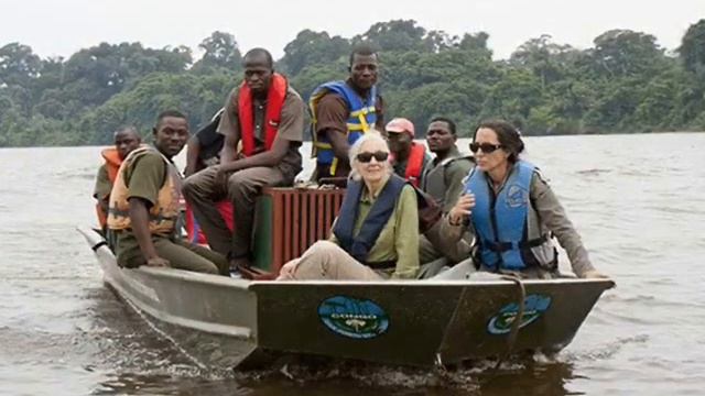 Спасение шимпанзе, трогающее до слез смотреть онлайн