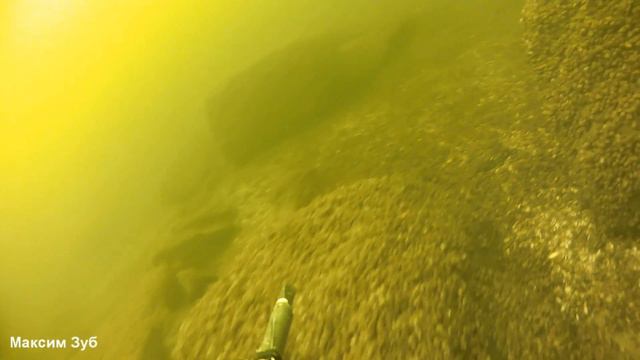 ПОВЕДЕНИЕ СУДАКА после окончания ледостава.spearfishing