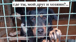 Где ты, мой друг и хозяин ?...