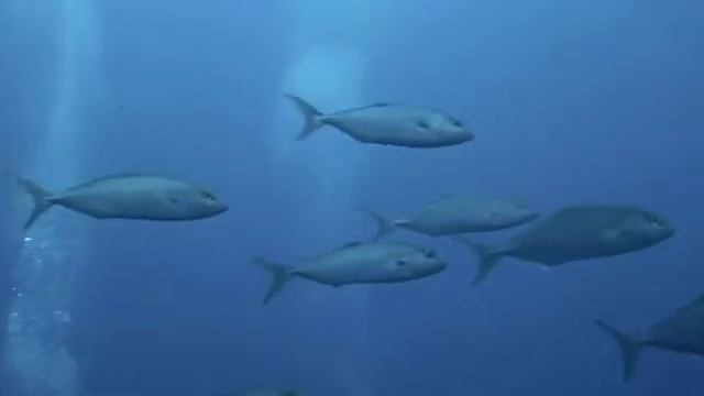 Серфинг с видеокамерой Canon 7d в боксе Ewa-Marine смотреть онлайн