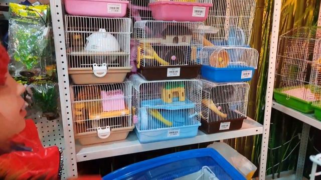 Выбор и покупка хомяка.