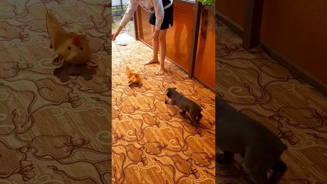 Наш малыш кане-корсо смотреть онлайн