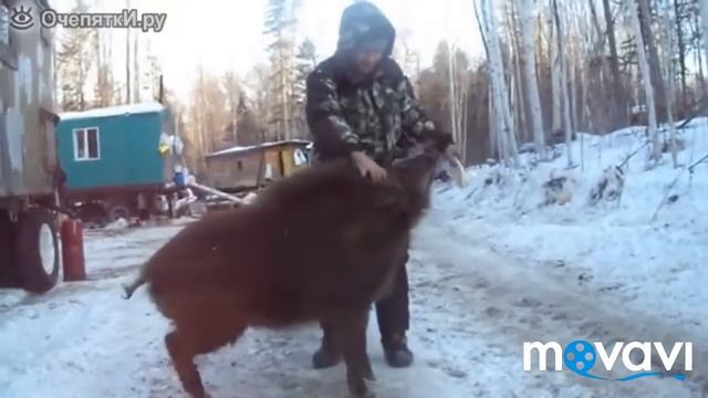 Кабан кушает и умирает во время еды смотреть онлайн