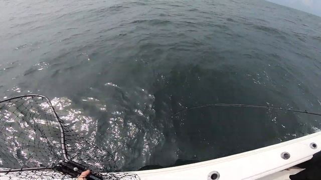 New Gulp Color Impresses on Awesome Fluke (Flounder) Trip! смотреть онлайн
