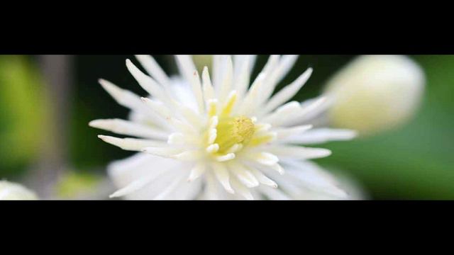 PRESENT MOMENT | NEW CLASS | CLEMATIS (3) | நிகழ்கணம் | 2023 #malarmaruthuvam #thebrainliest смотреть онлайн