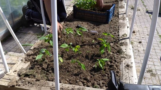 чтобы сэкономить место на огороде сажаю перец цицак в 2 раза плотнее чем в прошлом году, но на то е смотреть онлайн