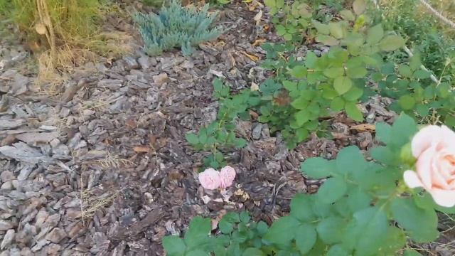 Утренний обход, розы на 3 августа 2019 смотреть онлайн