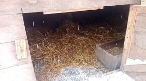 Мои гуси. Линда, крупная серая. Содержание.Гнезда для гусей.