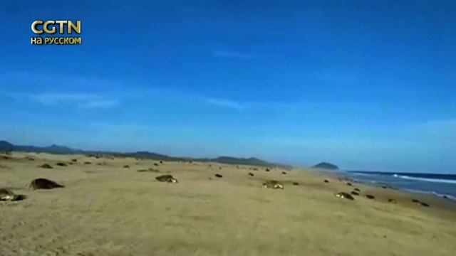 Морские черепахи оккупируют побережье Мексики