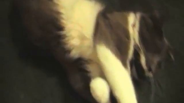 Viral Cat Video: DO THE BOCA TWIST DANCE!!! смотреть онлайн