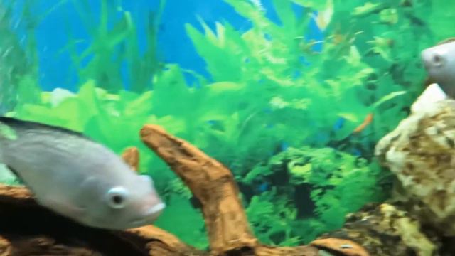 Благодарность к природе