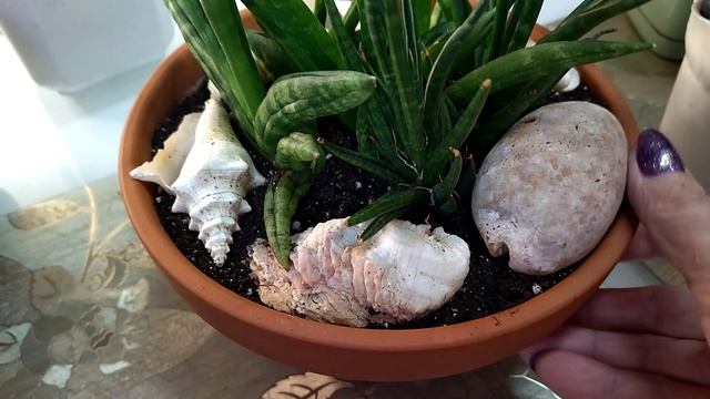 Сансевиерия после пересадки. Цветы на балконе в декабре. смотреть онлайн