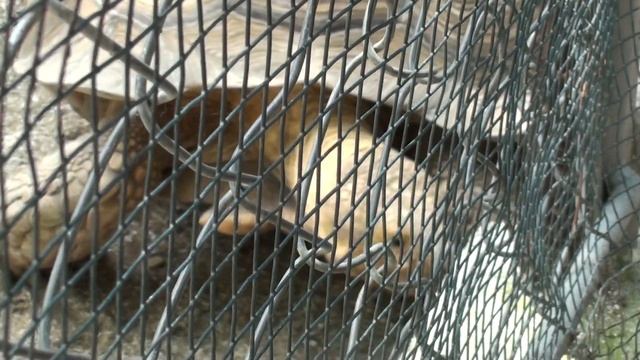 Урок 50. Сафари - парк смотреть онлайн