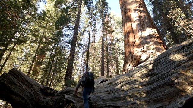 Giant Sequoias: Sci-Fi Trees You Don’t Need To Go To A Galaxy Far Far Away To See смотреть онлайн