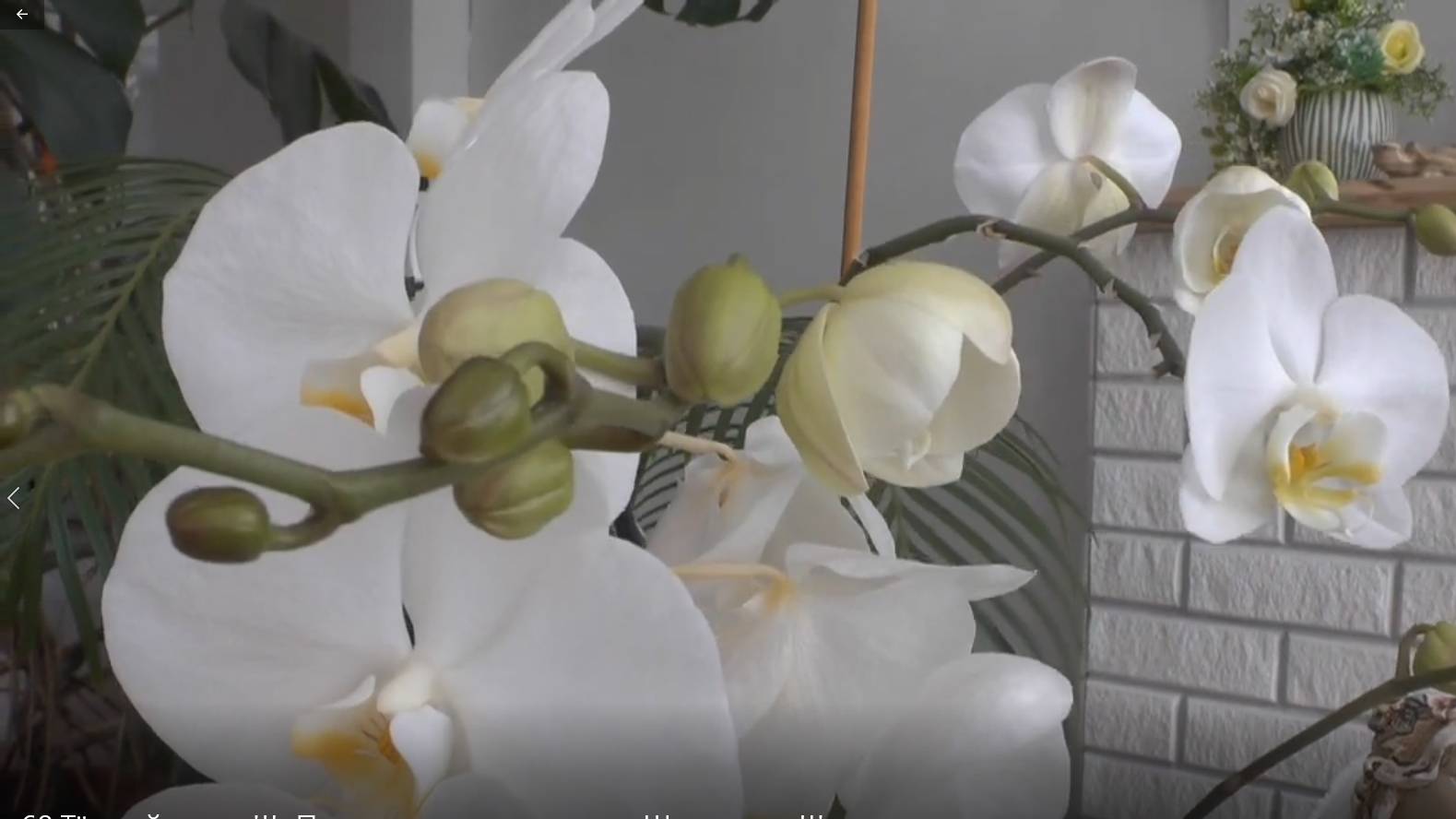 68.Тёплый денек!!! Пересаживаю орхидею. Шашлычки!!! смотреть онлайн