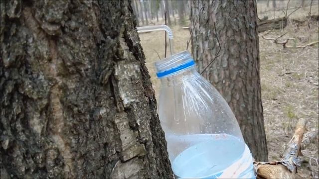 Грибная забава