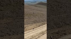 Самая опасная змея Северного Кавказа (Гюрза) ч.1