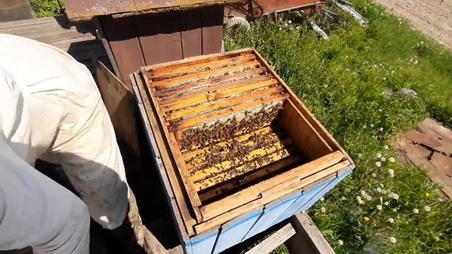 Уходим от роения.осмотр на наличие маточников смотреть онлайн