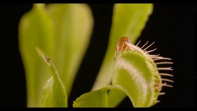 Необычные растения. Венерина мухоловка (Animalogic на русском) смотреть онлайн