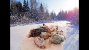 Поход в лес за сбором  живицы