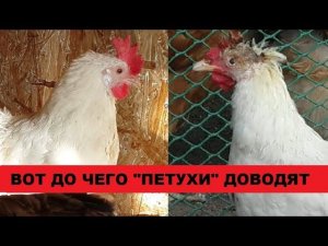Моя красотулечка. Поправляется понемножку.