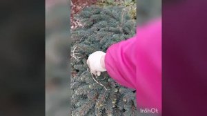 сосна горная Пумилио
ель плюшка Вальдбрун