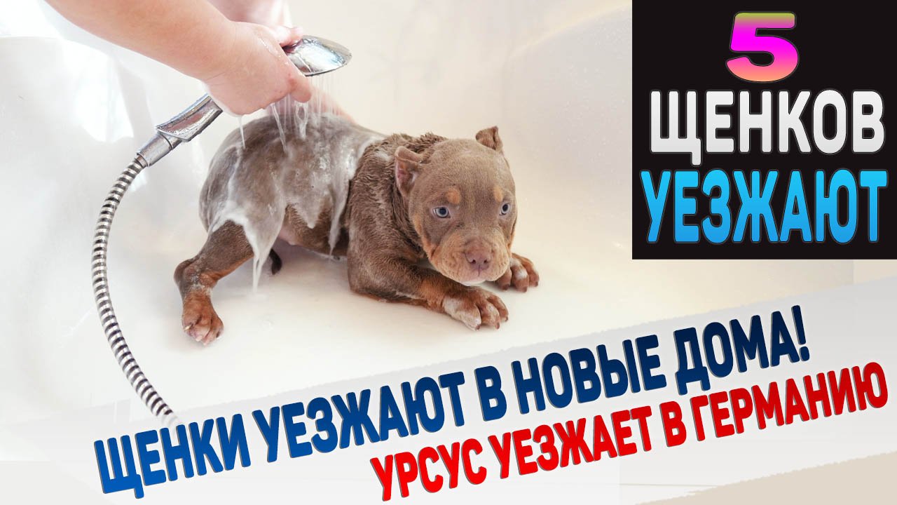 Щенки едут к новым хозяевам! Щенки Американского Булли и Английского Бульдога покидают питомник. смотреть онлайн