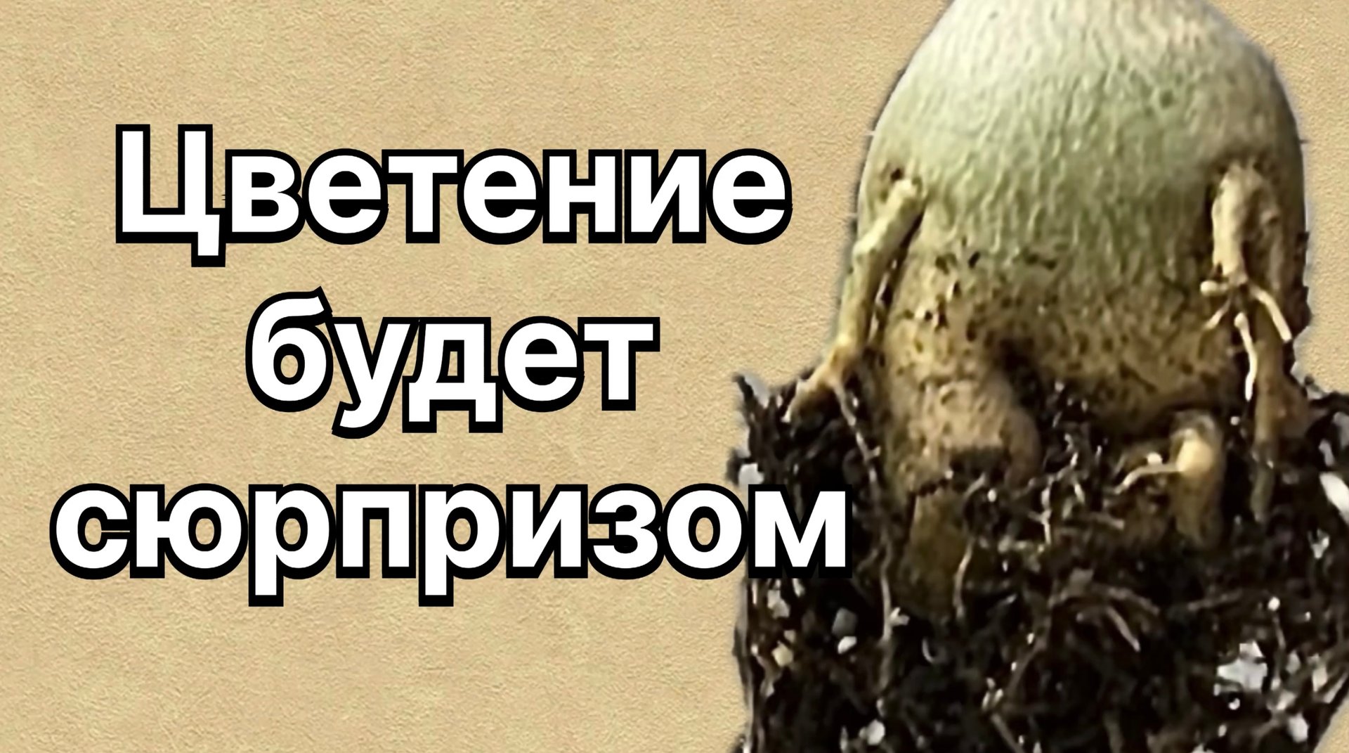 Радость или разочарование от будущего цветения. Адениуму два года. Пора показать? 22 апреля 2024 г смотреть онлайн