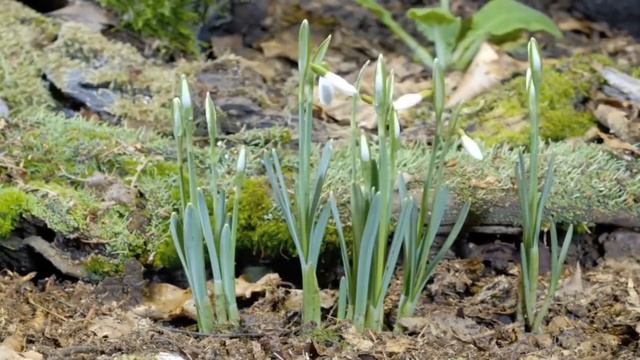 8 марта (стихотворение В. Гаазова) смотреть онлайн