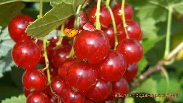 Смородина красная Газель (ribes rubrum) ? Газель обзор: как сажать, саженцы смородины Газель смотреть онлайн