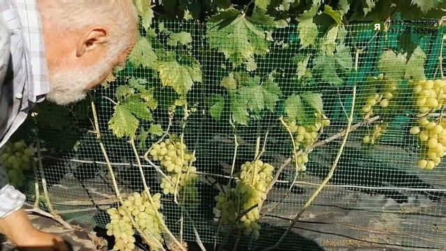 Виноградный сезон 2022 года. В гостях у Сентябрьского Александра. смотреть онлайн