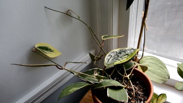 House Plant Tour featuring my Hoya and Dischidia collection смотреть онлайн