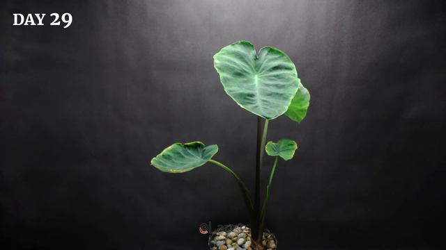 Growing Taro Plant From Root To Leaves (70 Days Time Lapse) смотреть онлайн