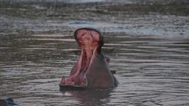 Hippos In Kenya