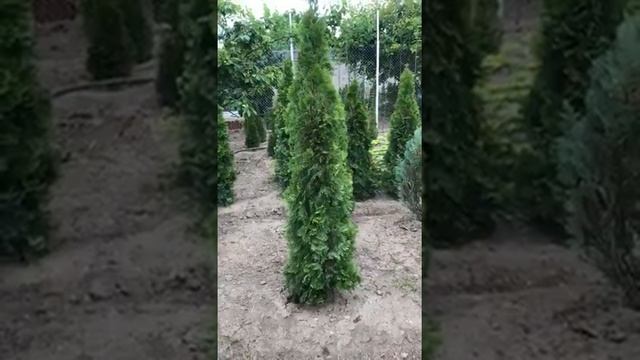 Мастер 18.18.18 и его результаты. Видео отзыв покупателя!!! смотреть онлайн