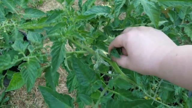 Какие бывают пасынки / Где смотреть пасынки / Как распознать / Пасынки на цветочной кисти смотреть онлайн