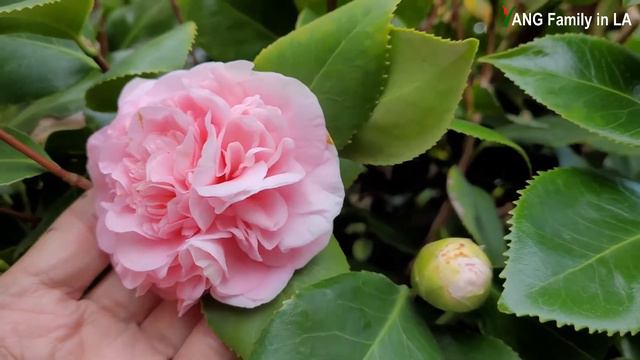 Top 20 Camellia Varieties Collection In Our Complex: Light Pink Blooms (Ep.2) (我们庭院中顶级茶花品系鉴赏系列 2)