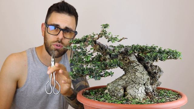 COME RIMPICCIOLIRE LE FOGLIE DEL BONSAI смотреть онлайн