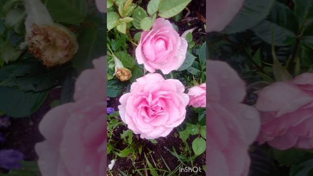 ???Цветники в своём дворе, красота!!!??? смотреть онлайн