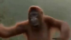 Обезьяна чи-чи-чи обосрала кирпичи