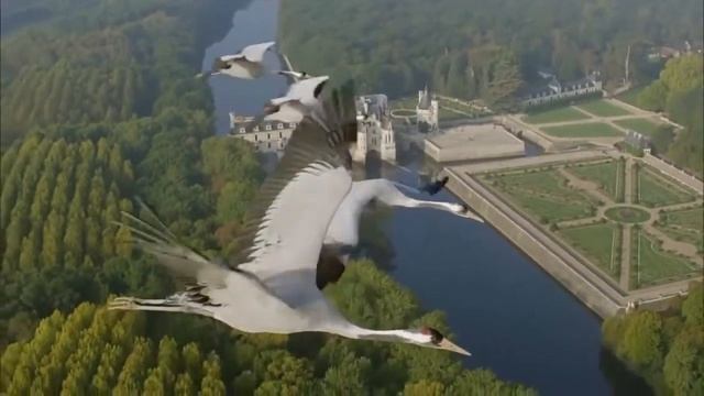 Полет Журавлей Потрясающее Видео Как Птицы Летят на Юг смотреть онлайн