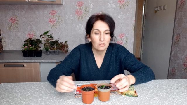 БЕГОНИЯ клубневая ИЗ СЕМЯН, ОБЗОР Ампельной Бегонии. Бегония домашняя