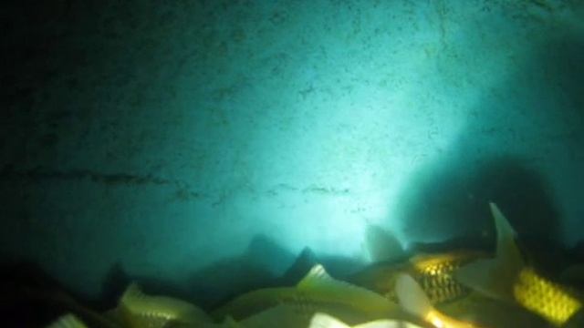 Домашний пруд зимой.wmv смотреть онлайн