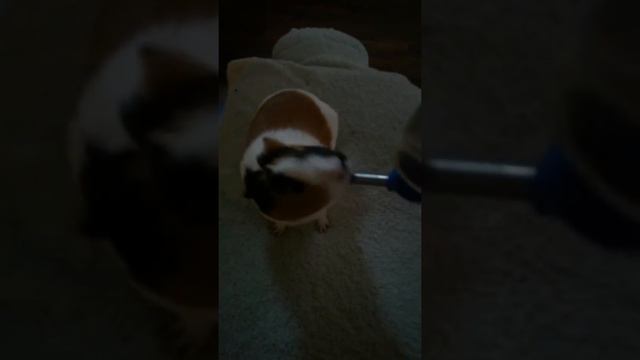 Морская свинка пьет воду из поилки смотреть онлайн