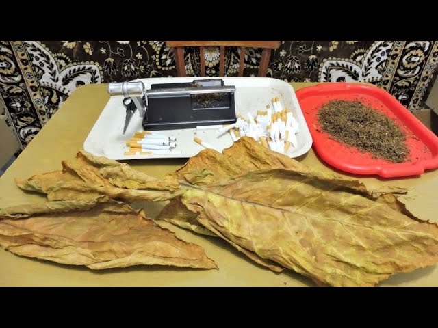 Табаководство; Лист с зелёным оттенком, что делать. смотреть онлайн